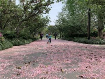 舞い散った桜の花びらが作り出すロマンチックな景色をできるだけ残そうと、上海市陽浦区緑化市容局は今月18日から23日まで、楊浦公園の一部に「落ちた桜の花びらを掃き取らない」エリアを設置している。