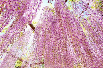  北京にある玉淵潭公園では4月18日、満開を迎えた藤の花が、藤棚からまるで流れ落ちる滝のように美しく咲き乱れていた。