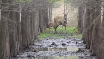 上海市の野生動物保護分野にこのほど、うれしいニュースが届いた。