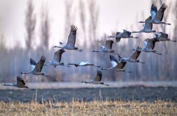 クロヅルの群れが最近、鳴き声を上げながら林の上を通過し、新疆ウイグル自治区カラマイ市の田畑にゆっくりと降り立った。