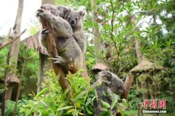 広東省広州市の長隆野生動物世界で生まれた8代目となるコアラ・小葉子が25日、一般公開された。