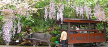 水牛車に乗りながら洋ランを楽しむ観光客＝26日、うるま市石川・ビオスの丘