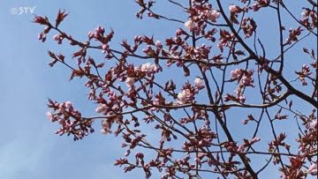 桜前線がゴール　稚内で桜の開花を発表　平年より10日早く去年より3日早い開花