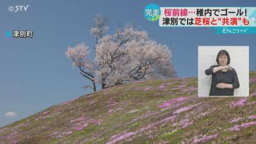 桜の競演　鮮やかな芝桜とエゾヤマザクラ　シカの群れもお花見に？桜前線がゴール