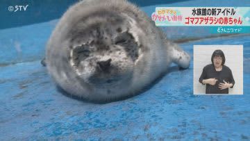 夢だった飼育員　思いを胸に宮城から稚内へ　ゴマフアザラシの赤ちゃんを支える