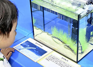 展示している海洋生物に見入る子ども＝福島市・こむこむ