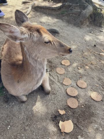 お腹がいっぱいなのか、なぜなのか、鹿せんべいを食べない奈良のシカ。地面にせんべいが散らばっています（いずれも提供写真）