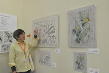 牧野富太郎氏が描いた植物図のコピーも展示されている=つくば市天久保