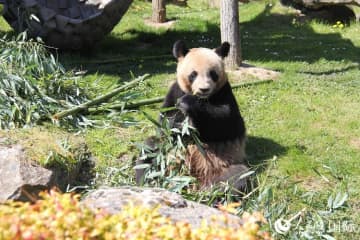 フランスのボーヴァル動物園ではパンダ5頭が飼育されている。