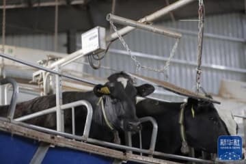 人工知能デバイスの応用により、乳牛の飼育管理の効率が飛躍的に向上している。