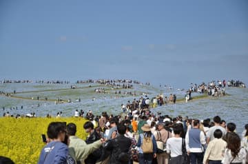 大型連休期間にひたち海浜公園でネモフィラを楽しむ来園者=4月29日、ひたちなか市馬渡(同公園提供)