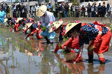 着物姿で神饌田に稲の苗を植える早乙女たち=笠間市石井