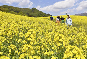 斜面に広がる色鮮やかな菜の花畑＝10日、喜多方市・三ノ倉高原