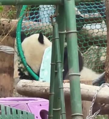 北京動物園のパンダ・萌蘭がタオルを肩にかけた様子はまるでひと風呂浴びた後のようだ。