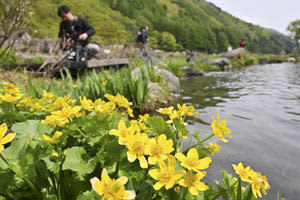 湿原の川沿いを彩るリュウキンカ＝檜枝岐村・ミニ尾瀬公園