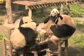 重慶動物園で飼育されている4頭のパンダが竹で作られた特製火鍋を食べる様子が、まるで「4頭のパンダがテーブルに集まって麻雀をしているようだ」と話題を集めている。