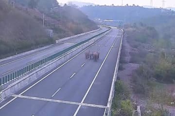 雲南省プーアル市でこのほど、野生のアジアゾウ数頭が、同市の思茅区と瀾滄ラフ族自治県を結ぶ思瀾高速道路に姿を現し、道路を連れ立って「散歩」する姿が確認された。