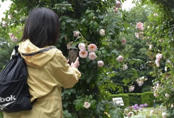 七ツ洞公園の「秘密の花苑」を彩るイングリッシュローズを撮影する来園者=水戸市下国井町