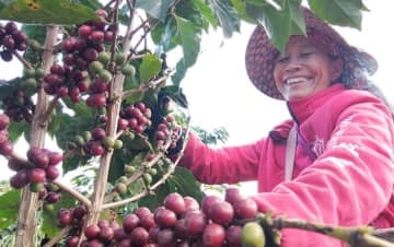 雲南コーヒーはその独特の風味により、世界で最も良質なコーヒーの1つと高く評価されている。 