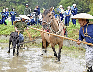 子どもたちが見守る中、水田の代かきをする馬の親子