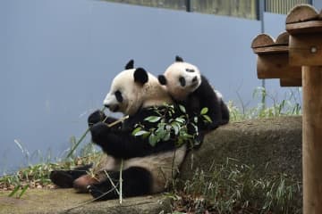 上野動物園の「アイドル」だったジャイアントパンダの「シャンシャン」が2月21日に中国に返還され、日本の多くのファンは別れを惜しんだ。