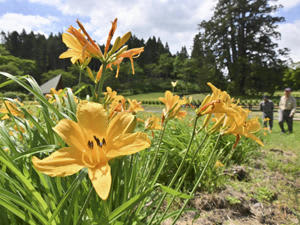 オレンジ色の花を咲かせたニッコウキスゲ