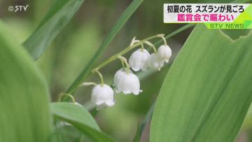 「去年より匂い強く」北海道・平取町でスズラン鑑賞会