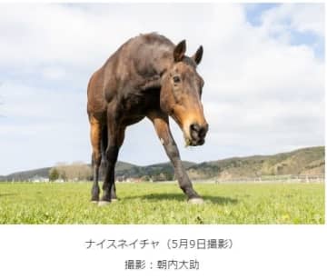 ナイスネイチャ号が死去（認定NPO法人引退馬協会サイトより引用）