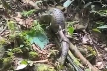 雲南省紅河族イ族自治州緑春県に住む村民がこのほど、スマホで子供を「おんぶ」してエサを探すセンザンコウの撮影に成功した。