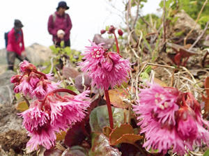 ピンク色のかれんな花を咲かせるイワカガミ＝6日、福島市・磐梯吾妻スカイライン涅槃坂付近