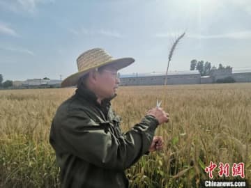 河南省新郷市獲嘉県にある彩色小麦試験畑では、小麦の穂に多くの粒が実り、収穫が始まっていた。