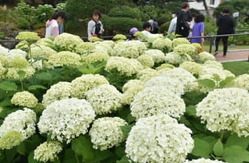 100種6千株のアジサイが咲きそろう会場=水戸市松本町