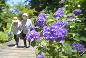 園路沿いに咲き、来園者を楽しませるアジサイ=茨城町中石崎