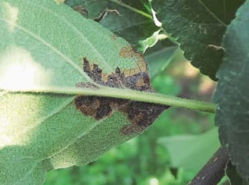 火傷病に感染したリンゴの葉（韓国農林畜産検疫本部提供）