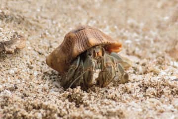 観光で沖縄を訪れていた中国籍の夫婦が、国の天然記念物に指定されているオカヤドカリ682匹をビーチから許可なく持ち去ったとして文化財保護法違反の疑いで逮捕されたことが中国でも伝えられ、注目されている。