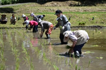 神田で手植えする早乙女たち=大子町下野宮