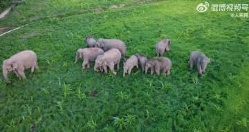 雲南省シーサンパンナ・タイ族自治州勐臘県勐潤村でこのほど、村の近くで野生のアジアゾウ12頭の群れがエサを食べているという通報があった。