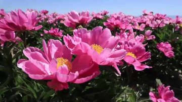 シャクヤクの花が満開に、観光客を魅了　中国新疆ウイグル自治区