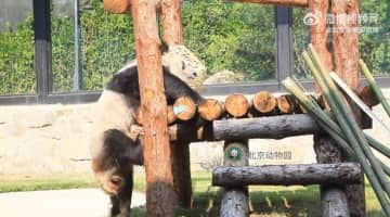 北京動物園は29日、米国から返還され、北京動物園で余生を過ごしているジャイアントパンダ「丫丫」の様子を公開した。