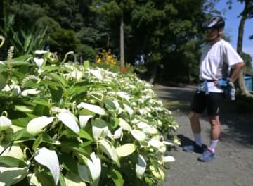 清水洞の上公園で見頃を迎えている「ハンゲショウ」=那珂市東木倉