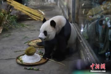 広西チワン族自治区柳州市にある柳州動物園で飼育されているジャイアントパンダ「シューリン」が5日、16歳の誕生日を迎えた。