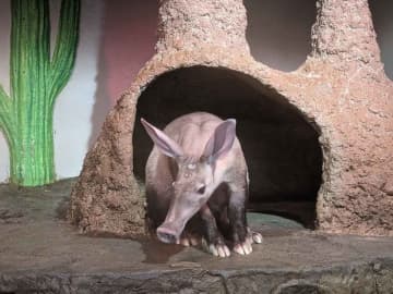 提供：静岡市立日本平動物園　ツチブタ「フラハ」