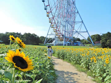 葛西臨海公園のひまわり（昨年の様子）