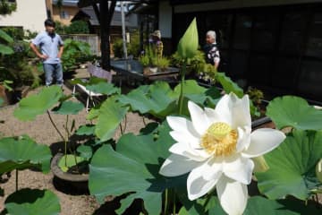 「観蓮会」を開いている小池商店の庭園=笠間市笠間