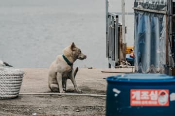 10日、韓国・マネートゥデイは、「犬の食用禁止をめぐる論争に火が着いている中、初伏を翌日に控えた同日もソウル市内のほとんどの補身湯専門店は客足が遠のいた状態になっている」と伝えた。資料写真。