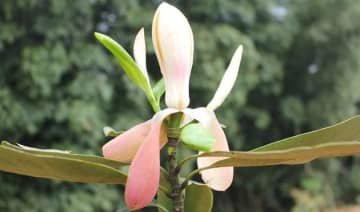 中国が生物多様性の保護に持続的に取り組むのに伴い、「極小個体群野生植物」という新しい概念が注目を集めている。