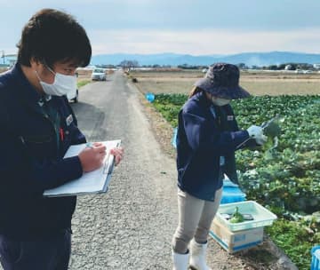 混合堆肥複合肥料を施用した園地でのブロッコリーの調査（徳島県上板町で＝ＪＡ板野郡提供）