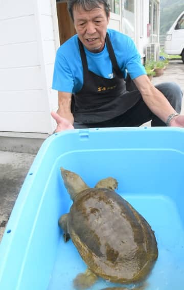 日野川で捕獲された巨大なスッポンを見せる竹永明文さん＝鳥取県日野町根雨、ルートサイド竹の子村