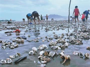 台風4号「タリム」の上陸が迫る中、深汕特別協力区の玉海湾の砂浜にはカキが大量に打ち上げられていた。