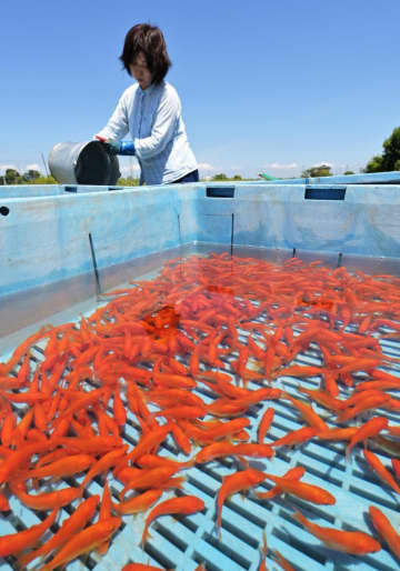 夏の日差しの下、出荷を待つ金魚=土浦市蓮河原町